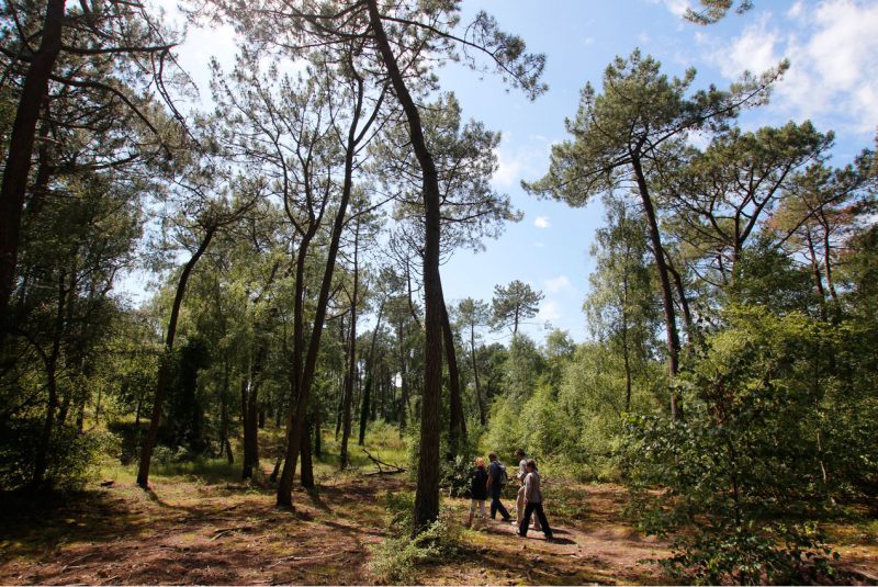 La forêt du Touquet