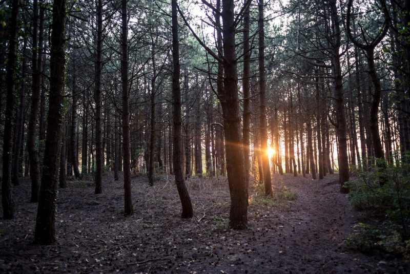 La forêt du Touquet