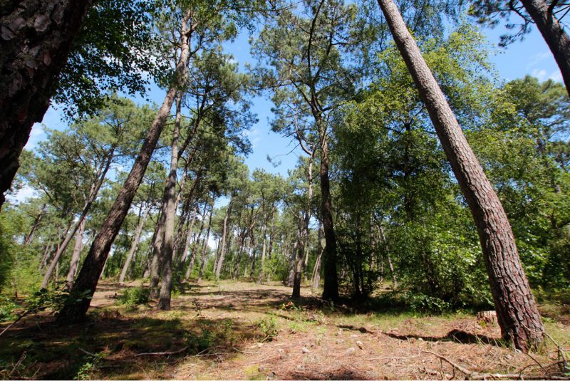 La forêt du Touquet