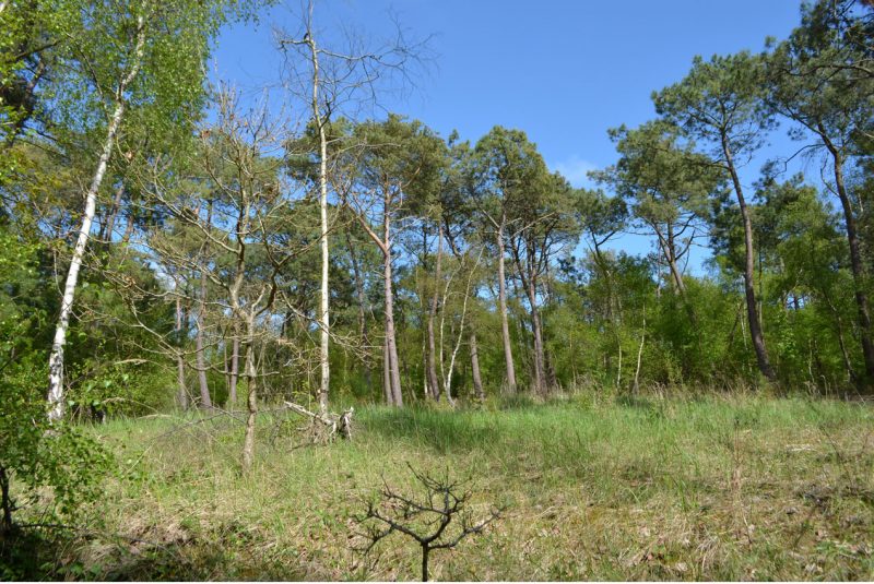 La forêt du Touquet