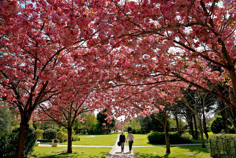 Fleurissement printemps