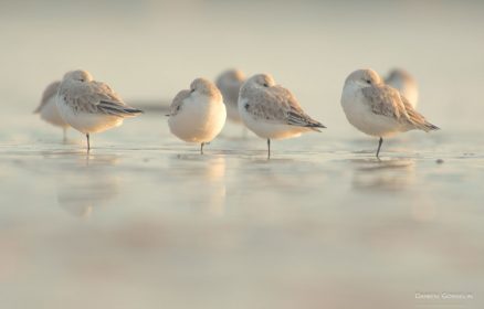Visite guidée – Les oiseaux de l’estuaire