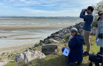 Visite guidée – Les oiseaux de l’estuaire de la Canche