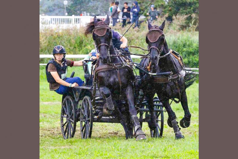 Concours attelage
