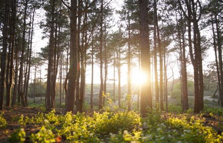 Visite guidée – Balade en forêt du Touquet-Paris-Plage